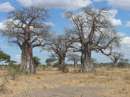 baobabi.jpg