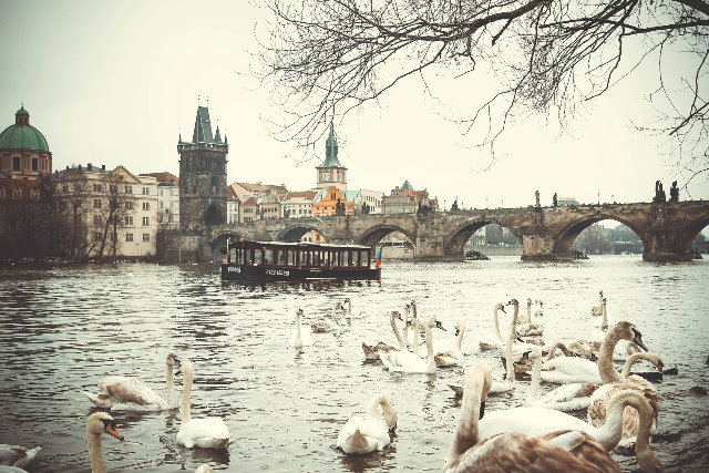 Прага с реката и лебеди